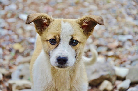 selective focus photography of short-coated fawn and white puppy thumbnail