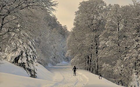 person standing in the middle of a road between snow covered trees thumbnail