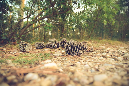 close up photography of several pine cones on ground thumbnail