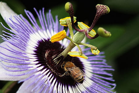 close up photo of purple and white petaled flowers thumbnail
