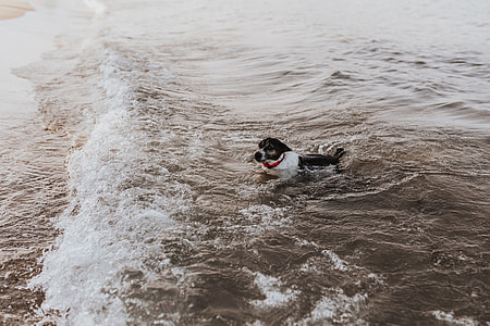Dog in the water thumbnail
