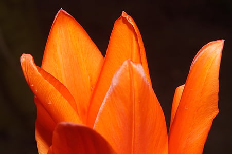 orange flower thumbnail