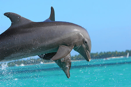 two gray dolphins over sea during daytime thumbnail