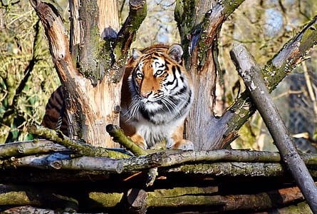 brown and black tiger photography thumbnail
