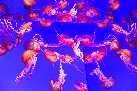 Mirorred Jellyfish Tank Photo thumbnail