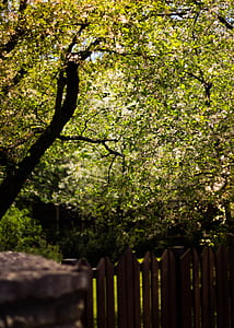 trees, leaves, tree, fence thumbnail