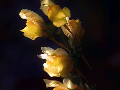 yellow petaled flowers on focus photo thumbnail
