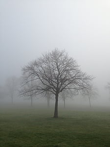 naked tree photography thumbnail