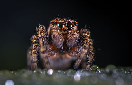 Macro Photography of Brown Jumping Spider thumbnail