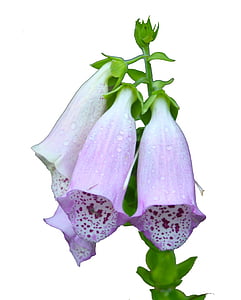 macro shot photography of purple-and-white flowers thumbnail