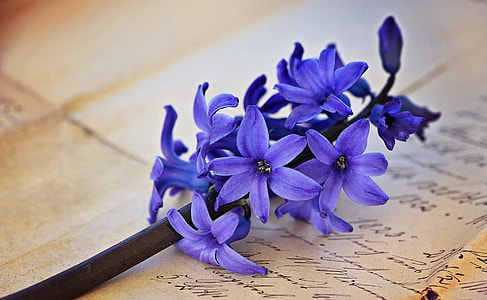 purple flower on black-and-white printed griffonage paper thumbnail