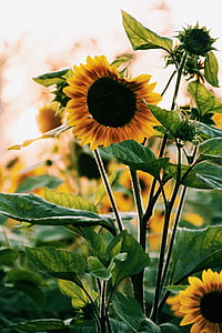 sunflower with leaves thumbnail