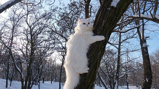medium-coated white cat on tree trunk during daytime thumbnail