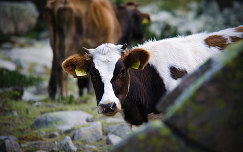 selective focus photography of white cattle thumbnail