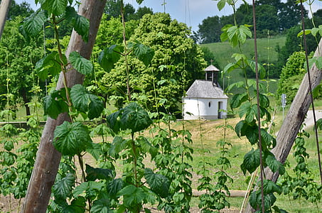 green leafed vine plant thumbnail