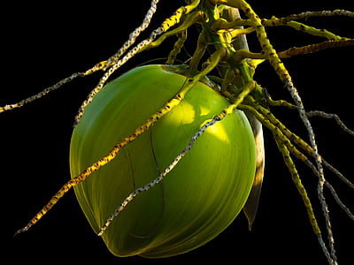 green coconut thumbnail