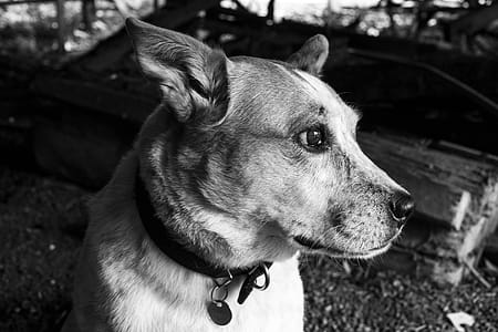 Monochrome Photography of a Dog thumbnail