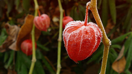 physalis flowers thumbnail