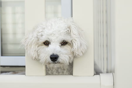 Maltese puppy on fence thumbnail