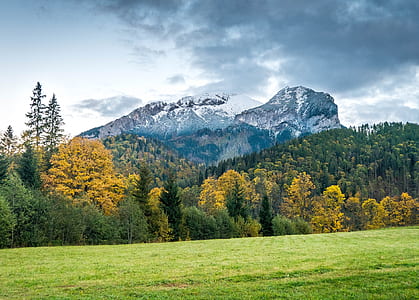 green trees thumbnail