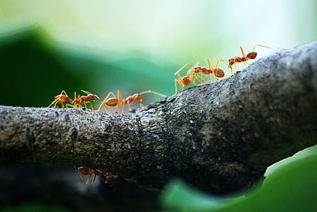 Macro Photo of Five Orange Ants thumbnail