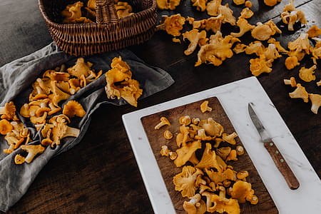 Picking mushrooms chantarelle in the woods thumbnail