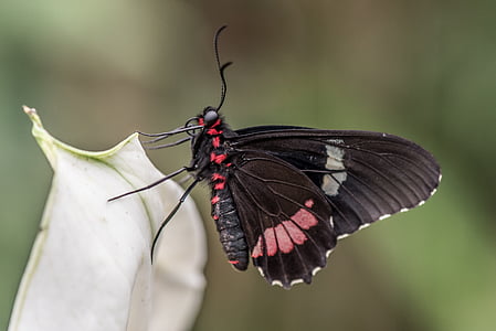 close-up photo of black and red great mormon butterfly thumbnail