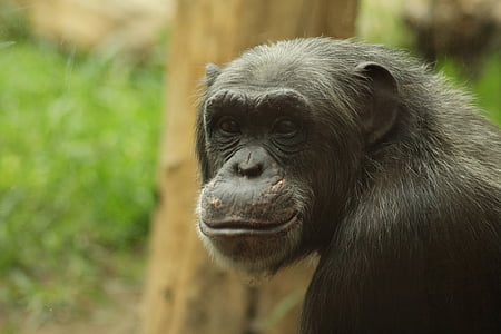 selective focus photography of chimpanzee thumbnail
