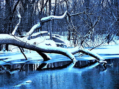 brown tree trunk s cover by snow thumbnail