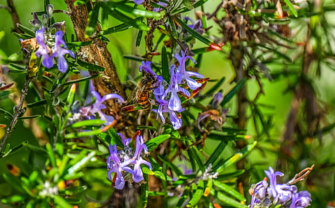 flowers, petals, bee, outdoors thumbnail