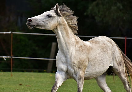 white horse thumbnail