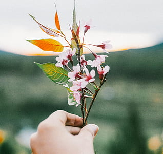 person holding pink petaled flowers thumbnail