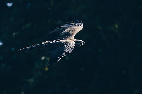 grayflying parrot thumbnail