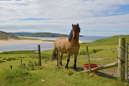 brown and black horse on stainless steel fence behind body of water thumbnail