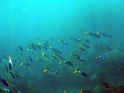 shoal of gray fishes thumbnail