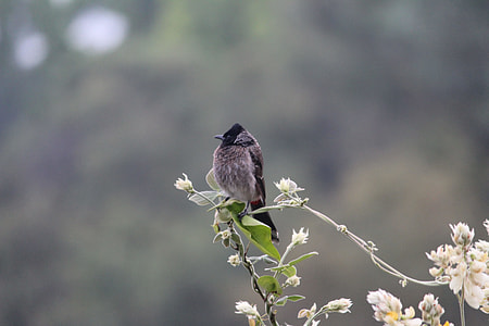 focus photography of small brown bird on the branch thumbnail