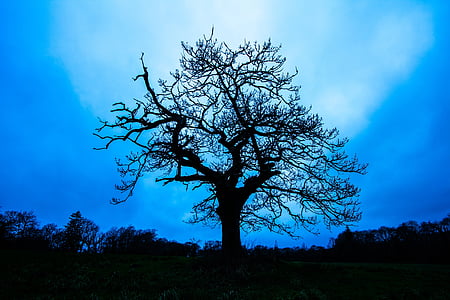 silhouette of bare tree thumbnail