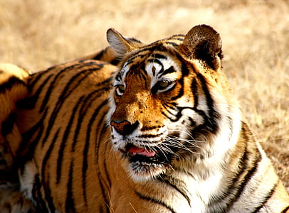 selective focus photography of tiger thumbnail