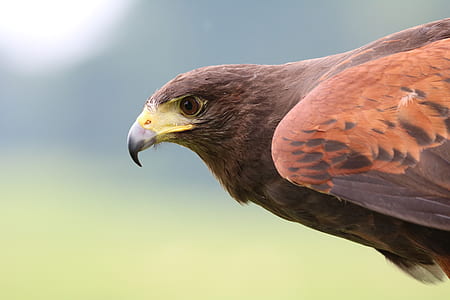 shallow photo of hawk thumbnail