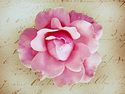 pink rose flower on paper thumbnail