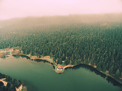 aerial photography of green trees near body of water at daytime thumbnail