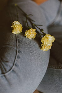 three yellow carnation flowers thumbnail
