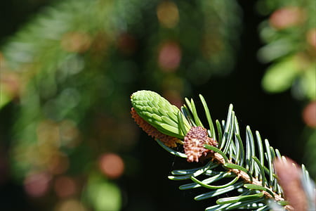 closeup photo of green plant thumbnail