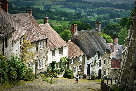 green leafed trees thumbnail