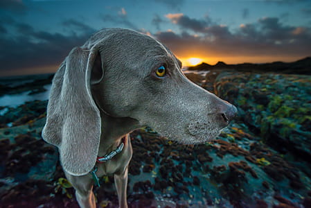 eye, grey dog, sunset, sunrise thumbnail