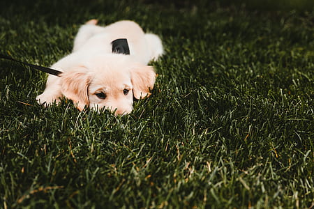 light golden retriever puppy prone lying on grass field with black leash thumbnail