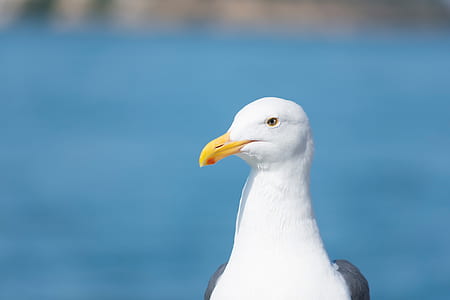 seagull photo thumbnail