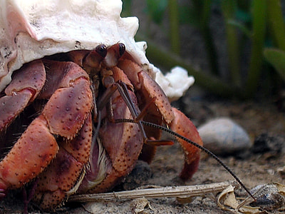 Caribbean hermit crab - Coenobita clypeatus thumbnail