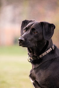 close-up photography of short-coated black and white dog thumbnail