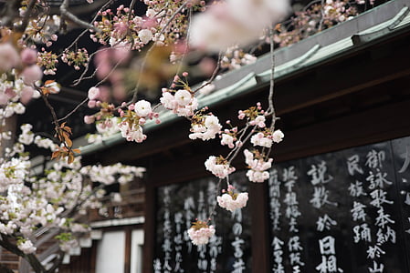 pink cherry blossoms during daytim thumbnail